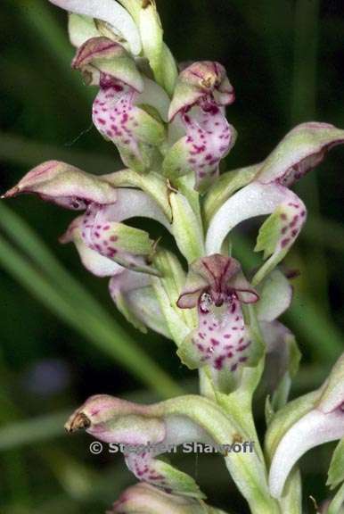 orchis coriophora 2 graphic